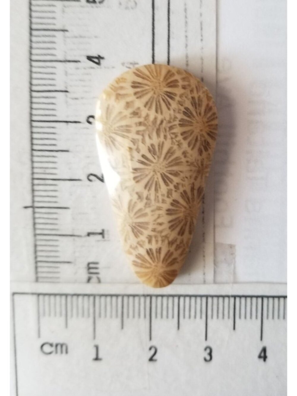 Loose Gemstone Coral Fossil  Cabochon  2 cm x 4  cm  6.5 gr 32.5 ct Beige Brown